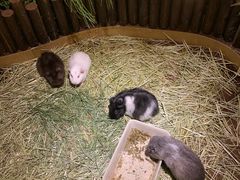 -藦茜花园宠物主题亲子互动体验馆(国顺东路店)