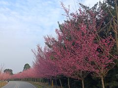 -都江堰中华大熊猫苑