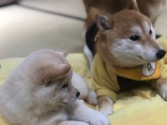 -逗柴咖啡屋·狗咖猫咖宠物桌游