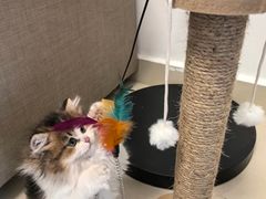 -小猫来了·猫舍(红山六九七九店)