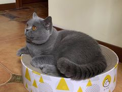 -美联众合宠物医院·爱萌分院·内外科·猫科中心