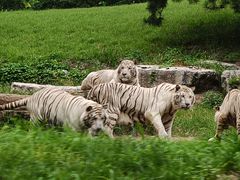 -北京野生动物园