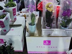 -中环花鸟鱼虫市场