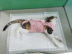-利又安动物医院··老年病·猫科犬科·中兽医