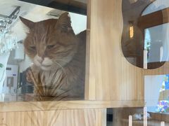 -Sirena海妖日咖夜酒