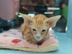 -FAELING PETS美天灵宠物(合生汇店)