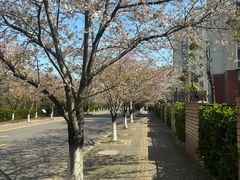 -高东镇樱花园