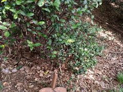 -上海佘山国家森林公园西佘山园