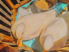 -馬蘭花開(车站大道店)