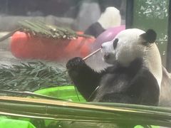 -栾川竹海野生动物园