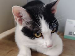-伟伟宠物医院·瑞派猫友好医院·猫科(光谷店)