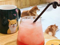 -柴源莊·柴小宠柴犬咖啡