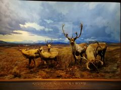 -美国自然历史博物馆