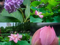 -陈家山荷花公园