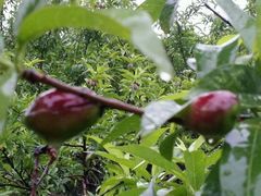 android_upload_pic-洛阳郁金香牡丹园