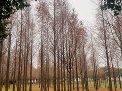 -莲花岛景区
