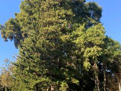 -墨尔本皇家植物园