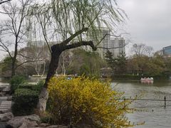 -红梅公园