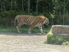 -上海野生动物园老虎餐厅