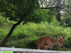 -大连森林动物园