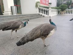 -西昌邛海宾馆