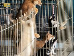 -柴犬高等学院·狗咖·柴犬售卖·宠物训练