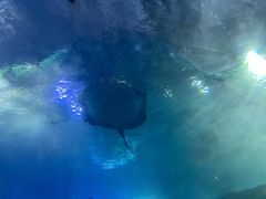 -青岛海底世界-水族馆