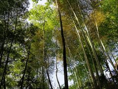 -花水湾第一村温泉大酒店
