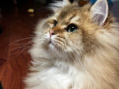 -天使宠物医院·犬猫分诊(彩虹店)