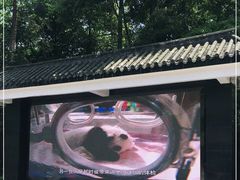 -中国大熊猫保护研究中心雅安碧峰峡基地