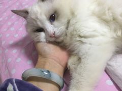 -Bastet sally猫舍购宠(静安店)
