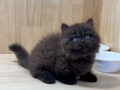 -欣宠猫屋·矮脚拿破仑·蓝金金渐层