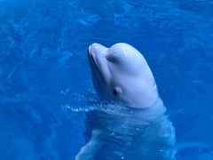-海合安青岛极地海洋公园
