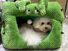 -萌宠之家·腊肠犬·马尔泰·小体犬舍