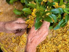 -苏州市吴中区光福窑上花果蜜饯厂