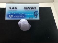 -贝壳梦幻世界