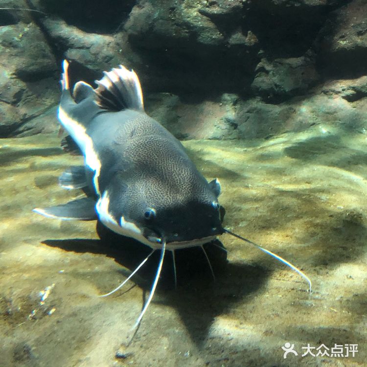 五一去哪玩|温州极地海洋世界 太太太可爱啦!