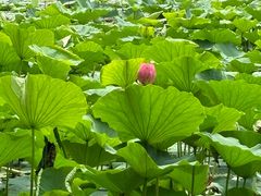 -长春市南湖公园