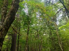 -五营红松林海景区