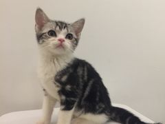 -猫大福·Fortune Cat猫舍(百子湾店)