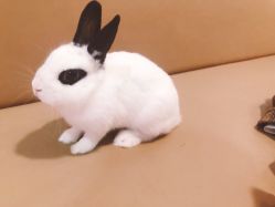 -Moni星球萌宠·小马宝莉·灵蛇·高端高阶全萌宠互动体验俱乐部(红豆国际广场店)