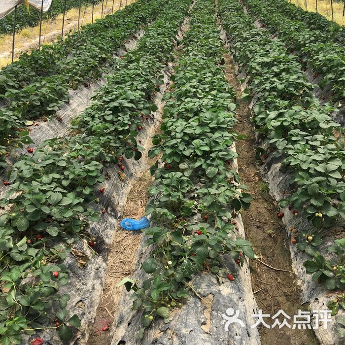 小魚草莓採摘園農家樂