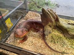 -酷以爬仙阁实体爬宠店·守宫·蜥蜴·专业繁育