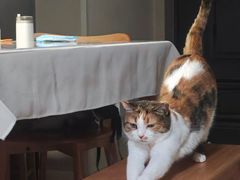 -红宝石·鲜奶小方(昌里店)