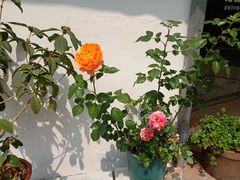 -漫生活烘焙·无糖蛋糕·动物奶油