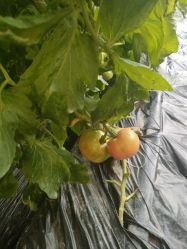 -蓝呗呗蓝莓草莓采摘园(通州区马驹桥店)