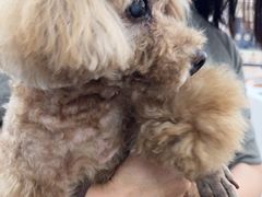 -美联众合动物医院·24h转诊中心
