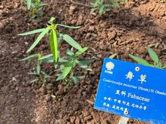 -中国科学院西双版纳热带植物园