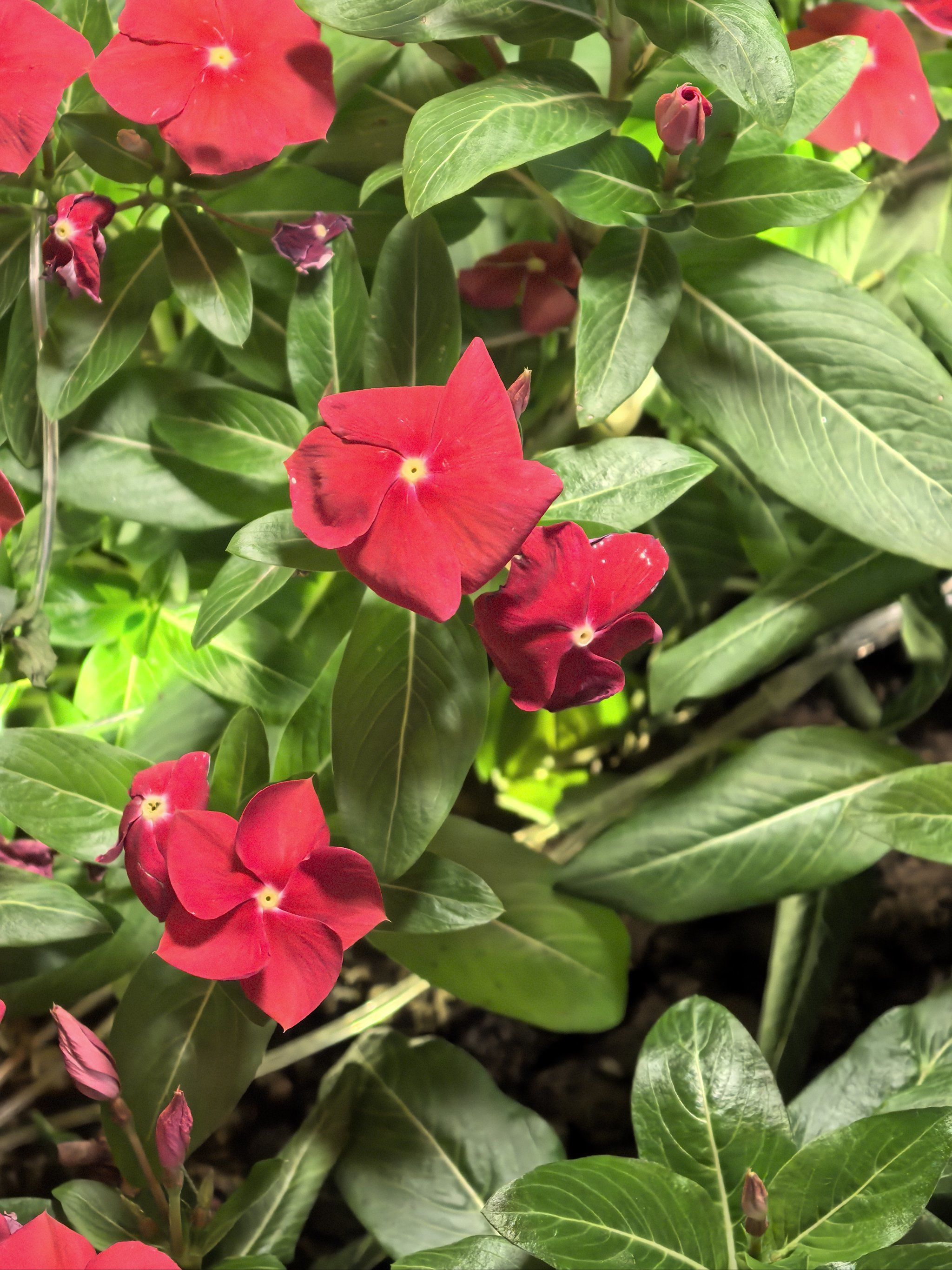 每天认识一种花