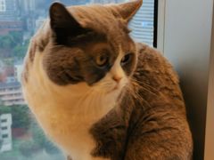 -Catmate·猫肥家润(金润铂宫店)